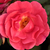 Pink - Ground cover rose - Noatraum